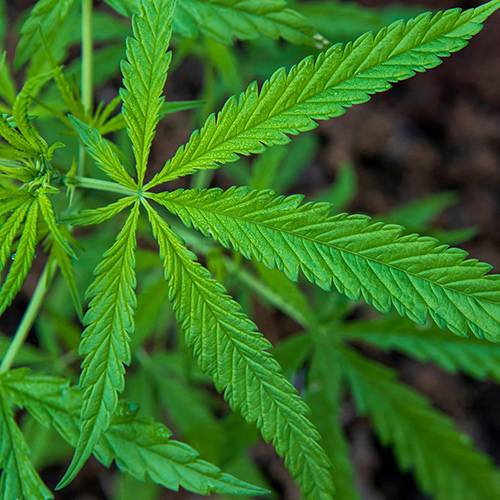 Cannabis Transportation Risks